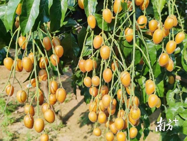 微信图片_20260729181720 受访者供图