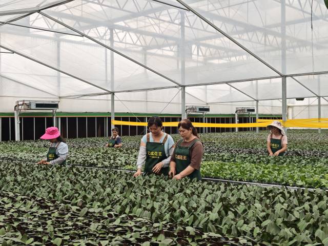 上林县粤桂协作花卉产业园 上林县粤桂协作花卉产业园