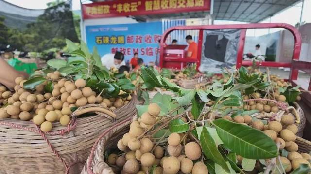 广西平南石硖龙眼正式甜蜜上市!一颗“金果果”串起增收产业链