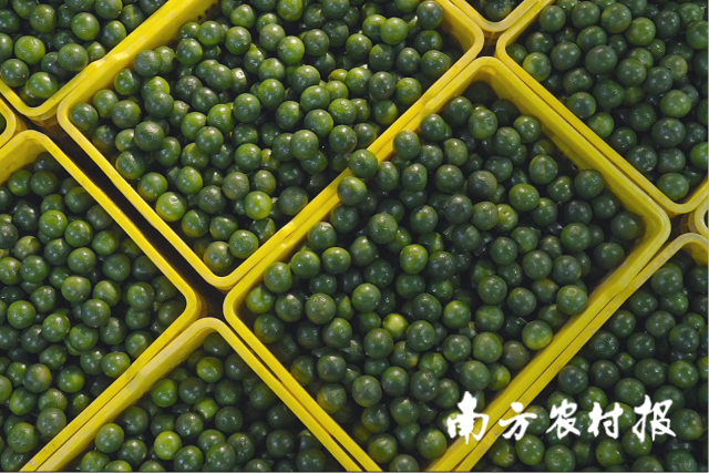 新会小青柑 新会小青柑