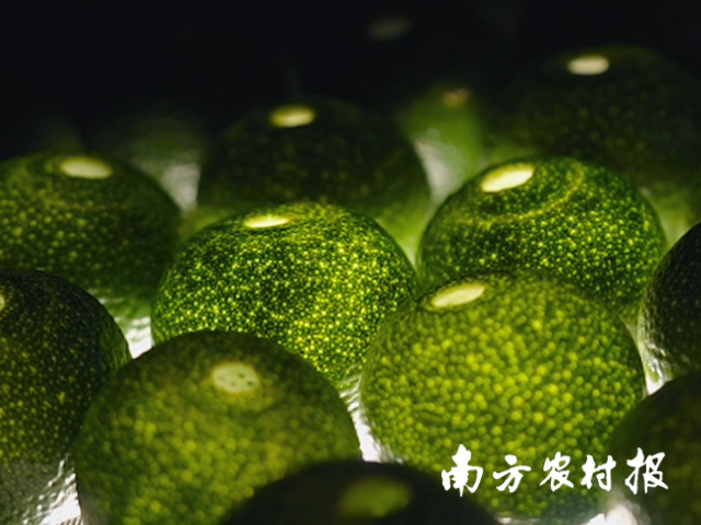 小青柑壳 小青柑壳