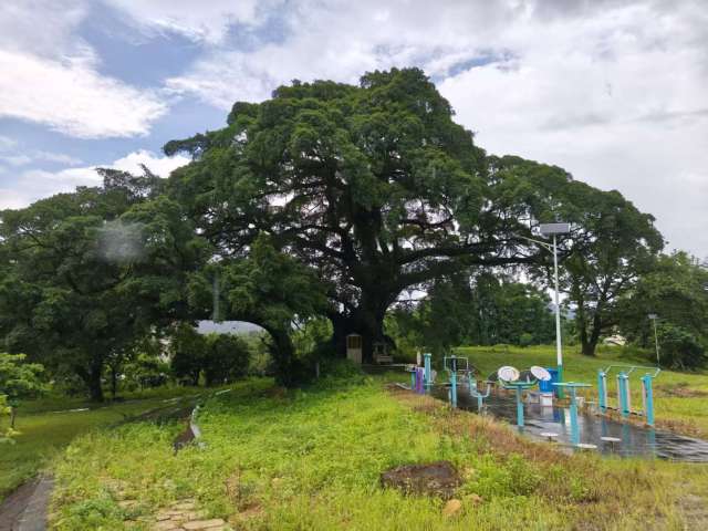 夫妻榕古树全景。