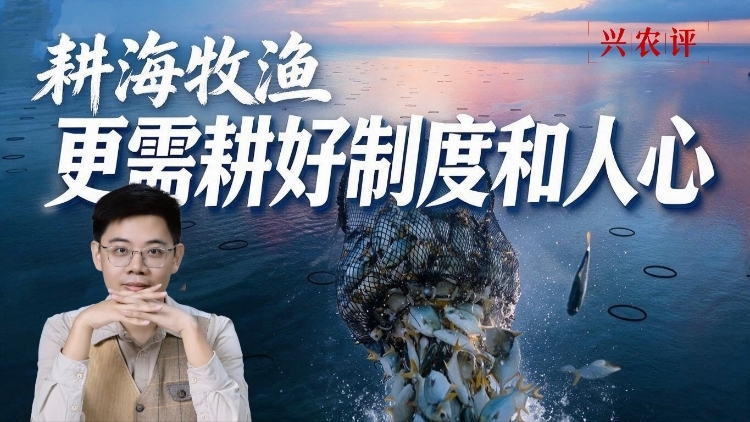 兴农评丨耕海牧渔，更需耕好制度和人心