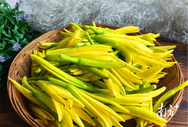 金针菜。