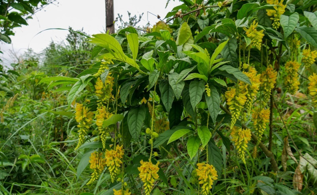 黄花倒水莲。资料图片
