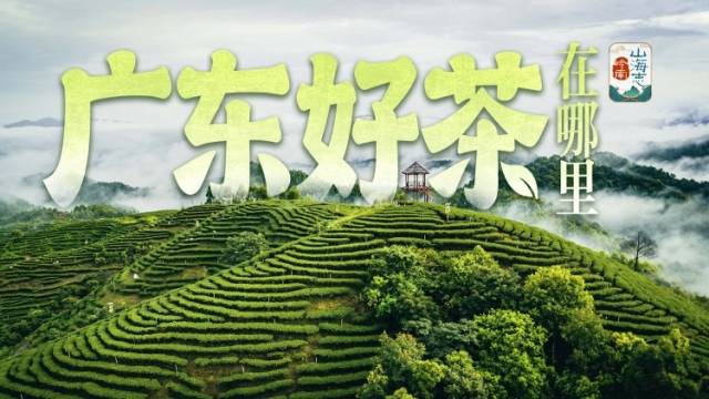 广东好茶在哪里｜岭南山海志