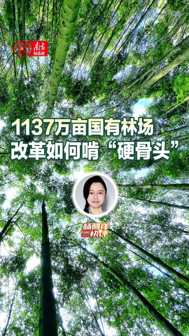 1137万亩国有林场,改革如何啃“硬骨头”|杨阿洋快评