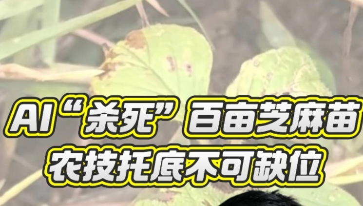 兴农评|AI“杀死”百亩芝麻苗，农技托底不可缺位