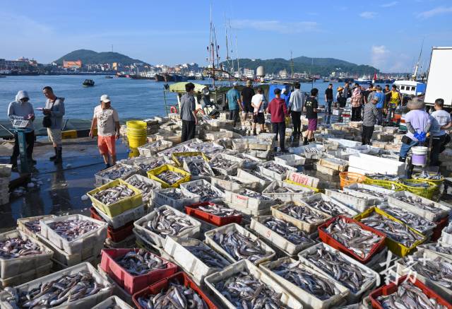 开渔季后闸坡国家级中心渔港高桩码头上,各种渔获上岸,购销两旺。梁文栋 摄 开渔季后闸坡国家级中心渔港高桩码头上,各种渔获上岸,购销两旺。梁文栋 摄