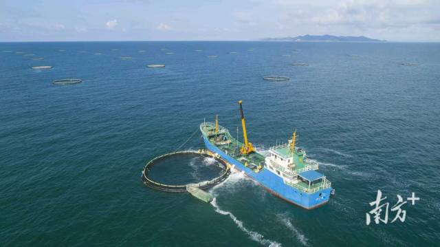 阳江正向深海进军,海洋牧场规划面积占全省近三成。资料图 阳江正向深海进军,海洋牧场规划面积占全省近三成。资料图