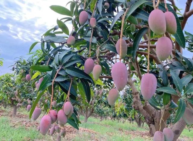 百色芒果(资料图) 百色芒果(资料图)