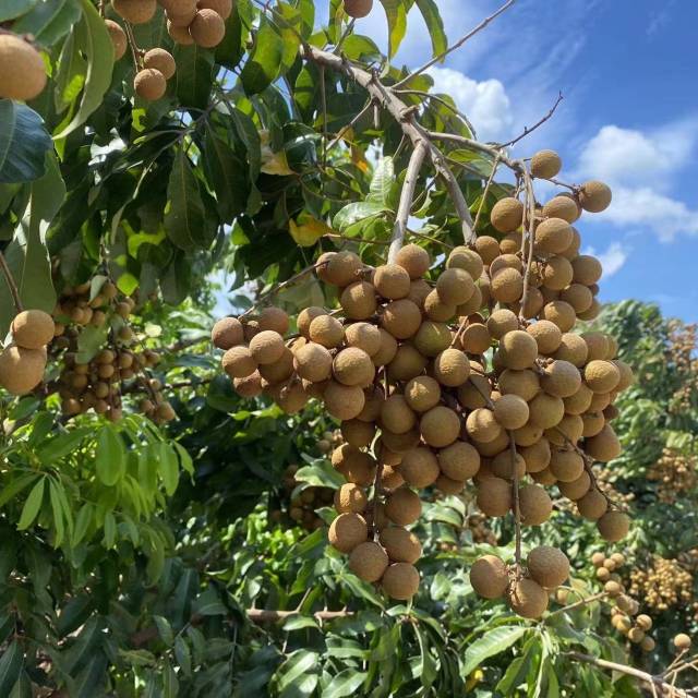 石硖龙眼 石硖龙眼