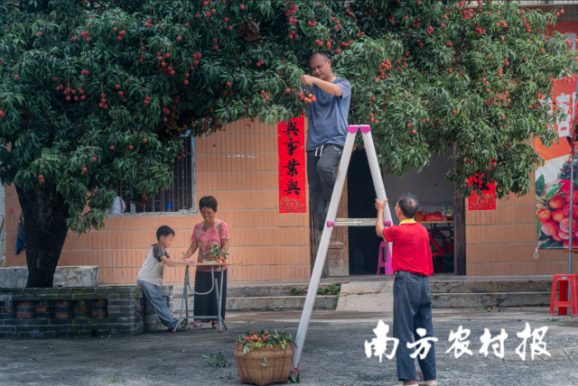 一个品牌激活一个产业,一个产业带富一方百姓。近年来“广东荔枝”公用品牌建设成效显著,家门口的荔枝树变成了摇钱树、幸福树。 一个品牌激活一个产业,一个产业带富一方百姓。近年来“广东荔枝”公用品牌建设成效显著,家门口的荔枝树变成了摇钱树、幸福树。