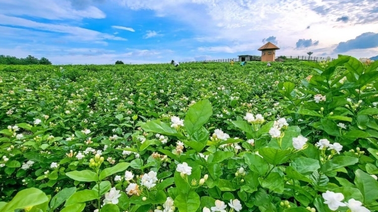 百年花香，灾后新生！横县茉莉花茶乘“桂字号”温情相约羊城