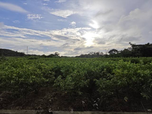 中岭村的番石榴种植基地带动村民务工增收。 中岭村的番石榴种植基地带动村民务工增收。
