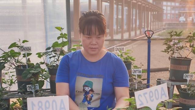 牢记嘱托兴产业，“海边红”映照共富路 | 思想润民心 南粤传佳音⑫