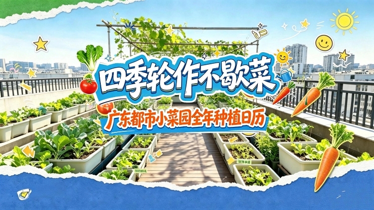 视频：四季轮作不歇菜！广东都市菜园全年种植日历 | 《来！种菜吧》