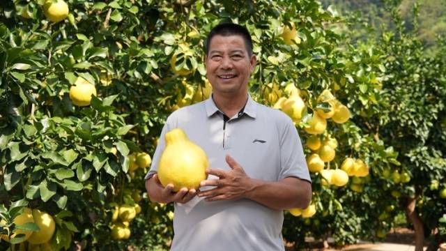 梅州南福村如何做好金柚大文章？| “百千万 关键年”书记访谈