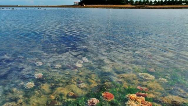 为了“海底热带雨林”斑斓依旧！徐闻珊瑚礁守护记→