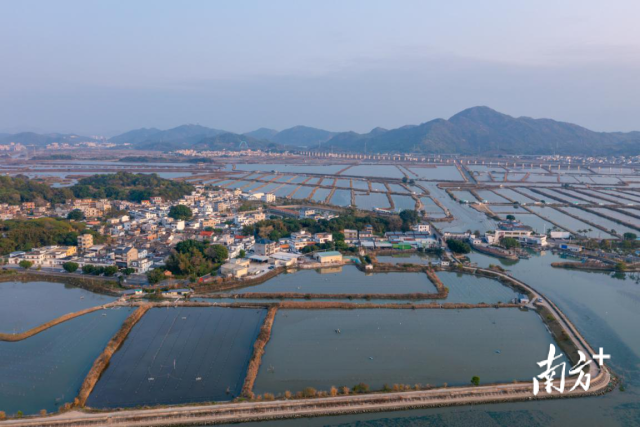 在“汕农领鲜”品牌体系下,晨洲蚝口碑享誉全国。目前晨洲村海域养殖面积约1.8万亩,蚝年产量可达1.8万吨。 在“汕农领鲜”品牌体系下,晨洲蚝口碑享誉全国。目前晨洲村海域养殖面积约1.8万亩,蚝年产量可达1.8万吨。