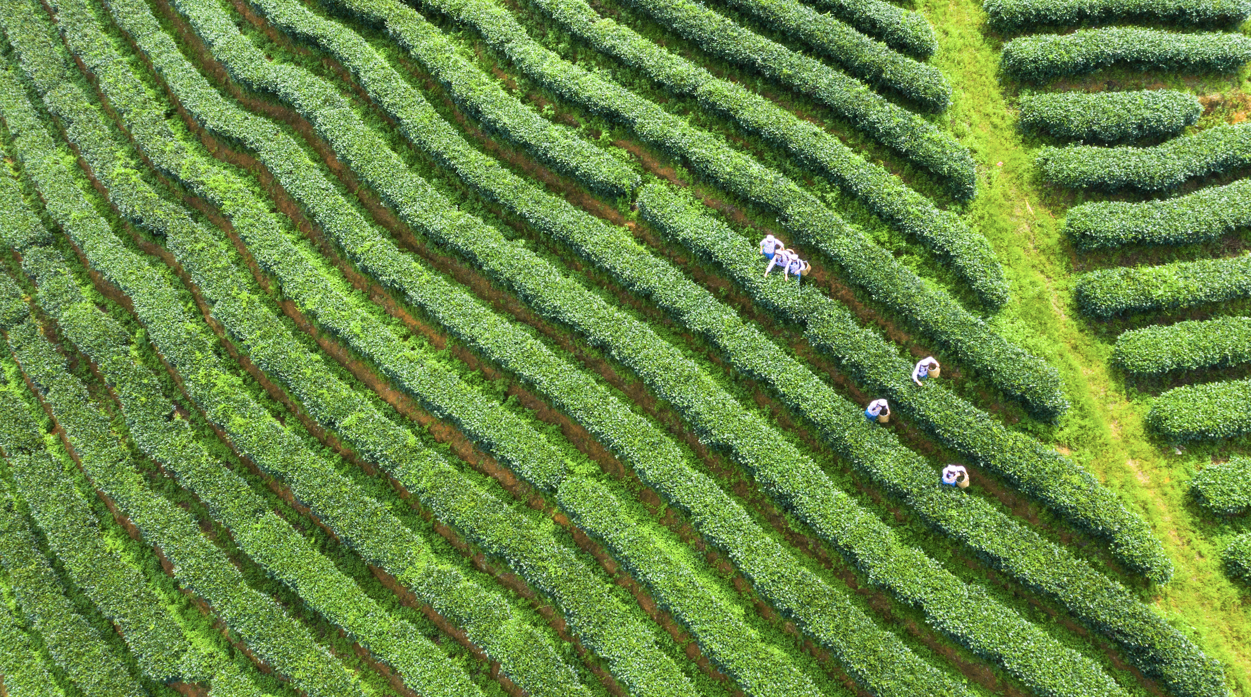 管得住，才能用得好 | ​广东农产品品牌建设十论⑨