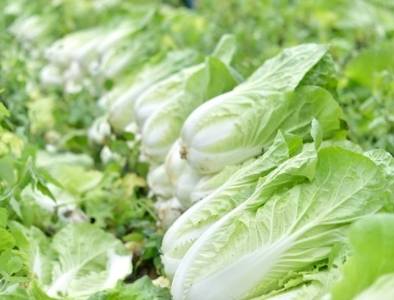 “甲醛白菜”刷屏，残留有多毒？怎么洗才放心？