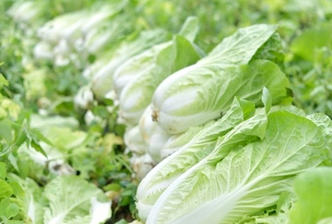 “甲醛白菜”刷屏，怎么洗才放心？