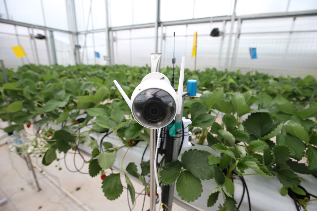 CyberFarmer.HortiGraph在AI温室内加装的摄像头,通过图像识别算法来智能侦测草莓的生长状态。(摄影/穆功) CyberFarmer.HortiGraph在AI温室内加装的摄像头,通过图像识别算法来智能侦测草莓的生长状态。(摄影/穆功)
