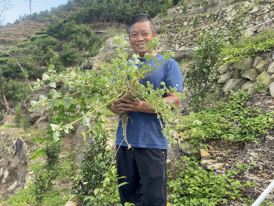 潮州：以生态茶园铺就高质量发展底色，坚持走绿色可持续之路