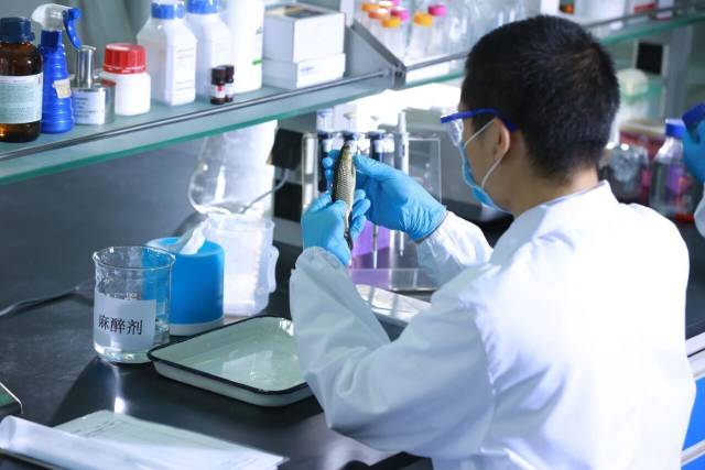 海大集团科研人员在进行育种研究 海大集团科研人员在进行育种研究