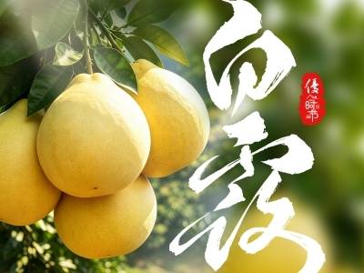 优·时节｜秋深白露降 果熟蜜柚香