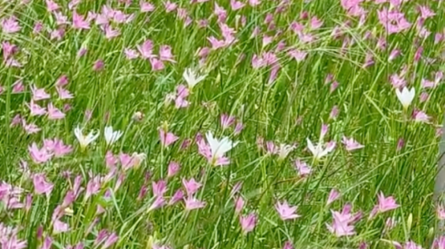 风温柔、花浪漫，东山湖公园的风雨兰开了