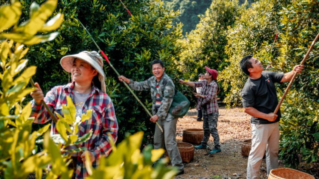 龙州坚果产业成为当地农户增收的重要抓手。 龙州坚果产业成为当地农户增收的重要抓手。