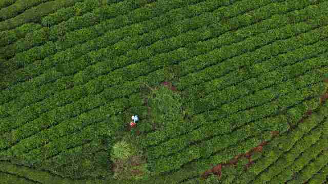 普安的茶园生态环境吸引了广东茶叶进出口公司。 普安的茶园生态环境吸引了广东茶叶进出口公司。