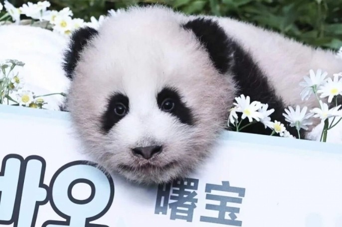 在韩国出生的第四只大熊猫幼崽首次公开亮相！得名“曙宝”