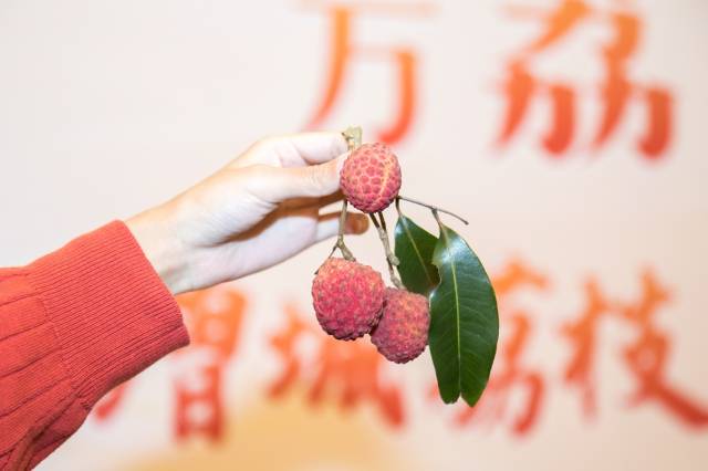增城拥有众多优质的荔枝种质资源,每年夏天挂绿、仙进奉都是人们期待已久的甜蜜滋味。 增城拥有众多优质的荔枝种质资源,每年夏天挂绿、仙进奉都是人们期待已久的甜蜜滋味。