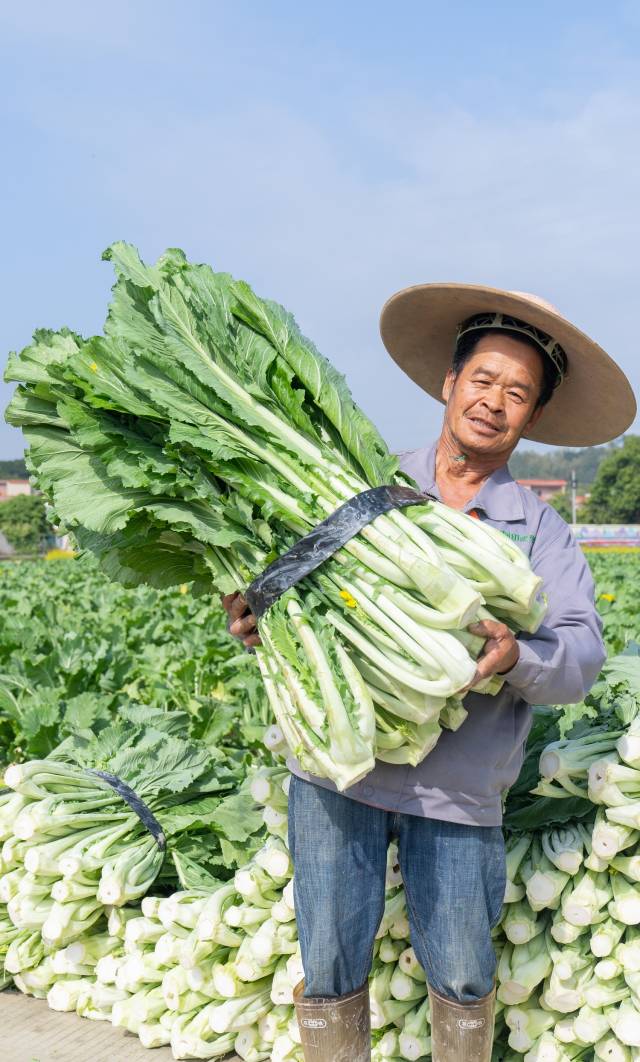 农户怀中硕大的增城迟菜心,从田间到湾区餐桌只需不到24小时。 农户怀中硕大的增城迟菜心,从田间到湾区餐桌只需不到24小时。