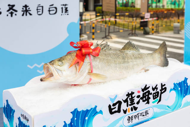 珠海白蕉海鲈全产业链产值超180亿元,占据全国销售总量半壁江山,占据广东75%以上市场份额。 珠海白蕉海鲈全产业链产值超180亿元,占据全国销售总量半壁江山,占据广东75%以上市场份额。