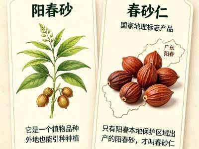 解码春砂仁⑧ | 五花八门砂仁怎么区分？春砂仁凭什么“贵”？