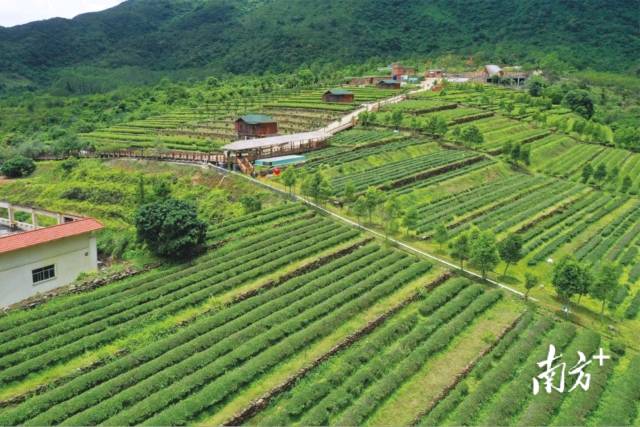 “海丰莲花山茶”是国家地理标志保护产品,是海丰传统种植产业,栽培历史悠久。 “海丰莲花山茶”是国家地理标志保护产品,是海丰传统种植产业,栽培历史悠久。