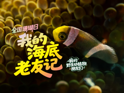 我的海底奇遇记｜全国珊瑚日