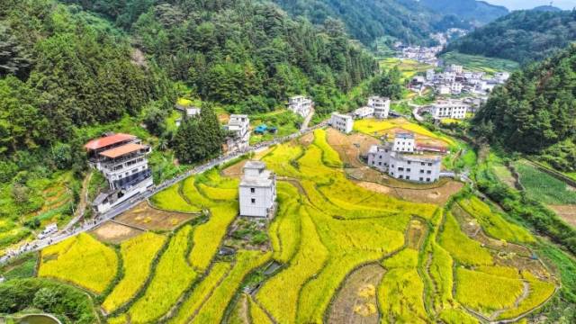 视频｜金秋稻香鱼肥美，千人徒步丈量瑶山好“丰”景