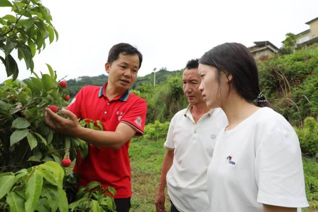惠州新农人吴宇辉(左)指导黔西南册亨县果农种植荔枝。 惠州新农人吴宇辉(左)指导黔西南册亨县果农种植荔枝。