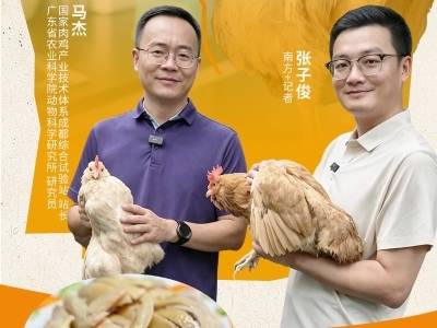 黄羽肉鸡出栏量全国第一，超懂鸡的他带你“吃鸡”｜广东好物十三邀