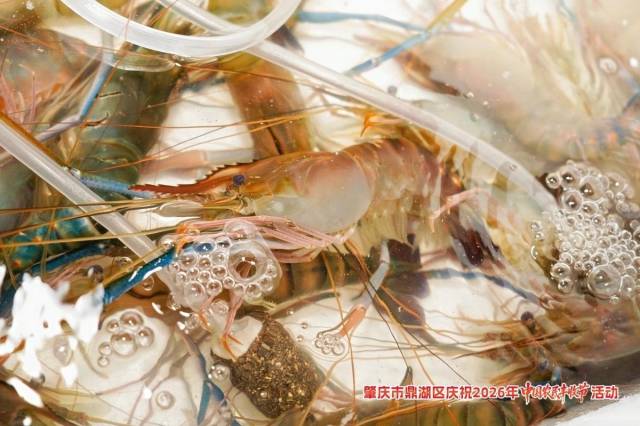 罗氏虾等肇庆特色农产品在活动中展示。 罗氏虾等肇庆特色农产品在活动中展示。