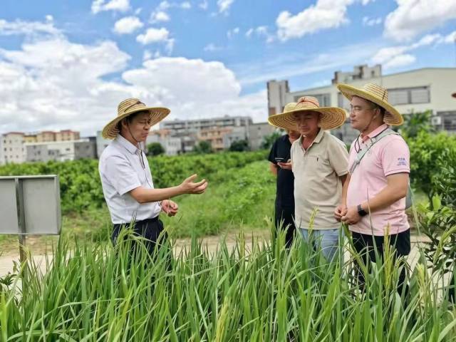 陈建军(左一)到水稻种植区指导生产