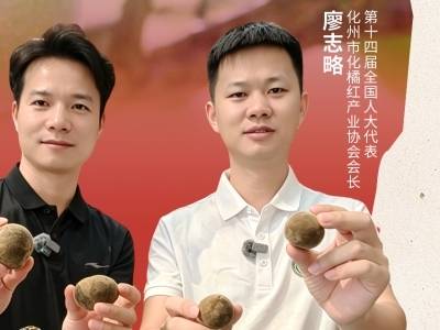 从深山药材到百亿产业，这颗化橘红有什么魔力?｜广东好物十三邀
