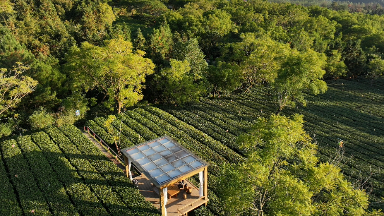 品牌厚积薄发，茶旅火爆出圈！2026国庆清远英德人气爆棚
