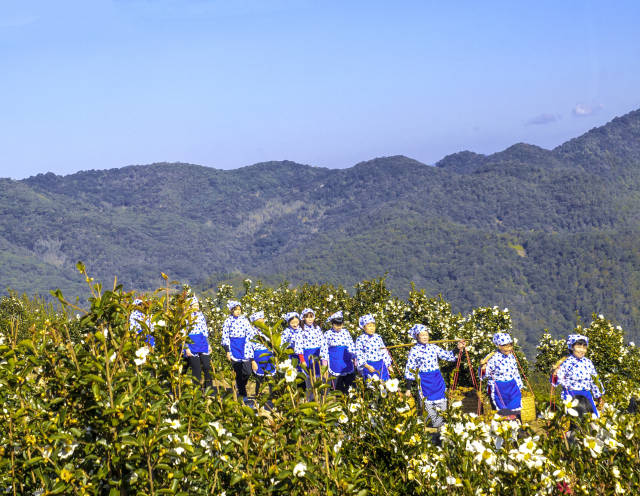 油茶喜迎丰收 