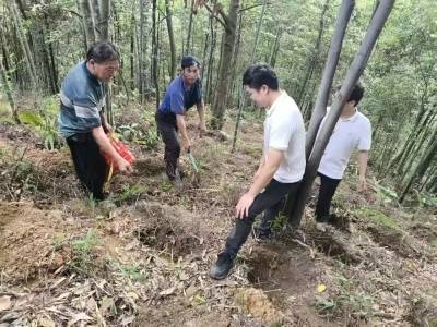 红山镇创新推行“毛竹+金毛狗脊”林下复合经营模式